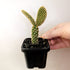 Opuntia macrodasys ‘yellow' (Bunny Ears Cactus) -7cm pot